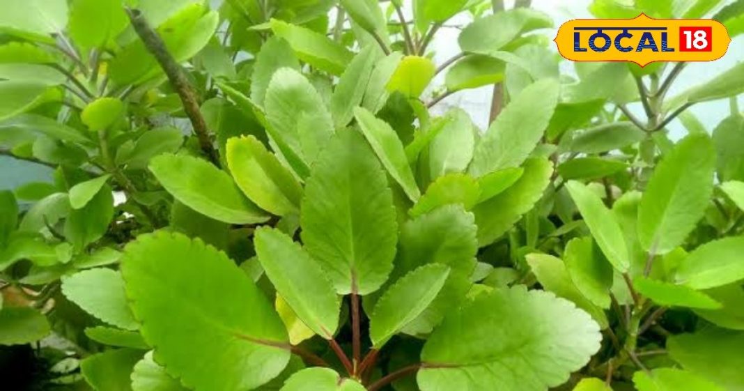 ये चमत्कारी जड़ी-बूटी! झटपट गला देगी बड़े से बड़ा पथरी, हार्ट और पाइल्स की अचूक दवा