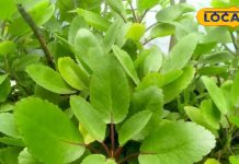 ये चमत्कारी जड़ी-बूटी! झटपट गला देगी बड़े से बड़ा पथरी, हार्ट और पाइल्स की अचूक दवा