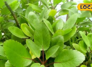 ये चमत्कारी जड़ी-बूटी! झटपट गला देगी बड़े से बड़ा पथरी, हार्ट और पाइल्स की अचूक दवा