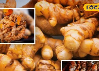 साल में सिर्फ दो महीने मिलती है ये ताकतवर सब्जी, देसी घी में बनती है और सर्दी-जुकाम का है परमानेंट इलाज