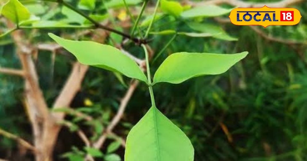 सेहत के लिए अमृत समान है भोलेनाथ का ये पसंदीदा पौधा, इन लोगों के लिए रामबाण, फायदे जान चौंक जाएंगे आप – Uttar Pradesh News