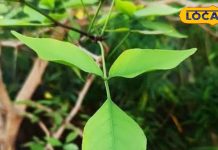 सेहत के लिए अमृत समान है भोलेनाथ का ये पसंदीदा पौधा, इन लोगों के लिए रामबाण, फायदे जान चौंक जाएंगे आप – Uttar Pradesh News