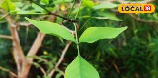 सेहत के लिए अमृत समान है भोलेनाथ का ये पसंदीदा पौधा, इन लोगों के लिए रामबाण, फायदे जान चौंक जाएंगे आप – Uttar Pradesh News