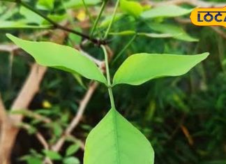 सेहत के लिए अमृत समान है भोलेनाथ का ये पसंदीदा पौधा, इन लोगों के लिए रामबाण, फायदे जान चौंक जाएंगे आप – Uttar Pradesh News