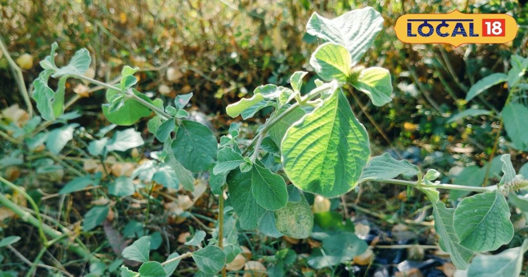 Chirchita: ठंड में करें इस पौधे की दातून, पीले दांत भी चमक जाएंगे, पायरिया, दांत दर्द होगा छू मंतर!