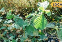 Chirchita: ठंड में करें इस पौधे की दातून, पीले दांत भी चमक जाएंगे, पायरिया, दांत दर्द होगा छू मंतर!