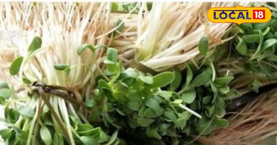 Health Tips: सिर्फ सर्दियों में मिलती है ये नेचुरल औषधि! थकान, कमजोरी और ठंड को करती है गायब, जानें इसका राज – Rajasthan News