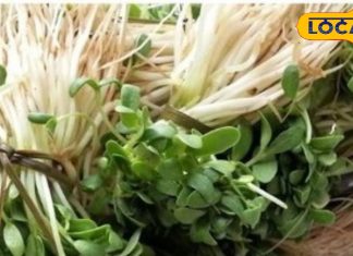 Health Tips: सिर्फ सर्दियों में मिलती है ये नेचुरल औषधि! थकान, कमजोरी और ठंड को करती है गायब, जानें इसका राज – Rajasthan News