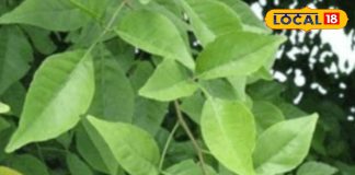 औषधीय गुणों से भरपूर ये हर पत्ते, सुबह खाली पेट चबा लें फिर देखें कमाल; इन समस्याओं के लिए काल – Uttar Pradesh News
