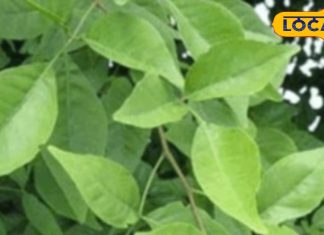 औषधीय गुणों से भरपूर ये हर पत्ते, सुबह खाली पेट चबा लें फिर देखें कमाल; इन समस्याओं के लिए काल – Uttar Pradesh News