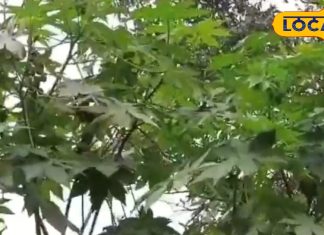 Health Tips: अंग्रेजी दवाइयां भूल जाओ! सर्दी-जुकाम और बुखार भगाने के लिए बस अपनाओ ये 4 देसी घरेलू नुस्खे