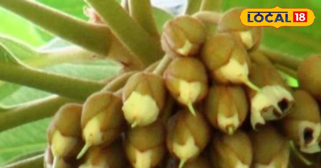 दिल्ली में चल रही रिसर्च…. साबुन, घी और शहद होते है तैयार, जानिए क्यों इसे कहते हैं कल्पवृक्ष – Uttarakhand News