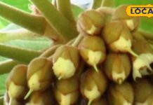 दिल्ली में चल रही रिसर्च…. साबुन, घी और शहद होते है तैयार, जानिए क्यों इसे कहते हैं कल्पवृक्ष – Uttarakhand News