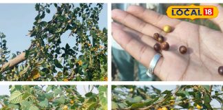 सर्दियों में सिर्फ एक महीने के लिए मिलता है ये फल, छोटा, खट्टा-मीठा… पर ताकत का भंडार! जानें फायदे