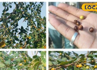 सर्दियों में सिर्फ एक महीने के लिए मिलता है ये फल, छोटा, खट्टा-मीठा… पर ताकत का भंडार! जानें फायदे