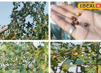 सिर्फ ठंड में मिलता है ये फल, जंगलों से ढूंढ-ढूंढकर लाते हैं लोग, खाने में होता है खट्टा-मीठा, जानें फायदे