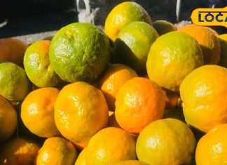 Orange benefits : जानें संतरा खाने का सही तरीका, 99% लोग करते हैं ये गलती, बाद में पड़ती है भारी – Uttarakhand News