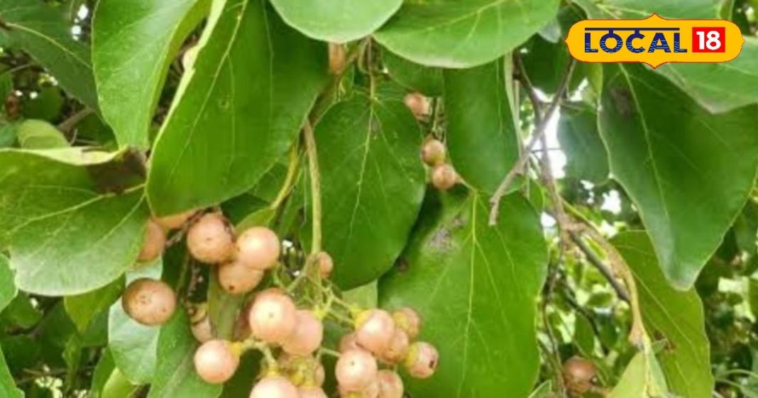 Health tips : खाज, खुजली है या पेट में मरोड़, इस पेड़ का हर हिस्सा रामबाण, तुरंत मिलेगा आराम – Uttar Pradesh News