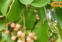 Health tips : खाज, खुजली है या पेट में मरोड़, इस पेड़ का हर हिस्सा रामबाण, तुरंत मिलेगा आराम – Uttar Pradesh News