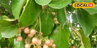 Health tips : खाज, खुजली है या पेट में मरोड़, इस पेड़ का हर हिस्सा रामबाण, तुरंत मिलेगा आराम – Uttar Pradesh News