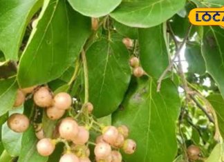 Health tips : खाज, खुजली है या पेट में मरोड़, इस पेड़ का हर हिस्सा रामबाण, तुरंत मिलेगा आराम – Uttar Pradesh News