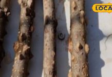 ब्लड प्रेशर कंट्रोल और पाचन में मदद, तिमूर कैसे बनता है वरदान, जानें इसके लाजवाब फायदे – Uttarakhand News