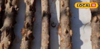 ब्लड प्रेशर कंट्रोल और पाचन में मदद, तिमूर कैसे बनता है वरदान, जानें इसके लाजवाब फायदे – Uttarakhand News