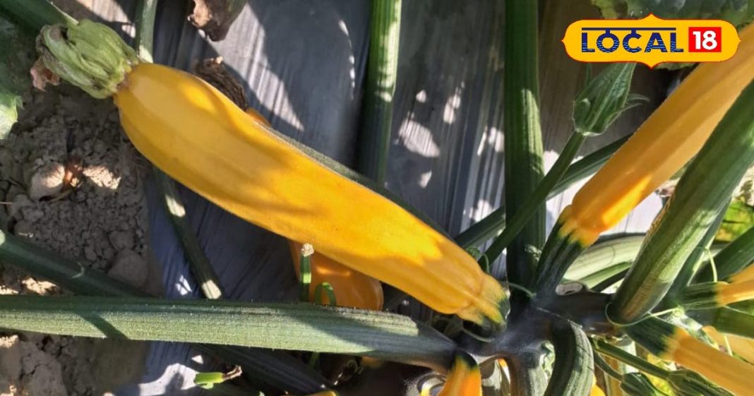 स्वाद के साथ सेहत का खजाना…. सिर्फ सर्दियों में ही मिलती है यह सब्जी, फायदे जानकर हो जाएंगे हैरान – Uttar Pradesh News