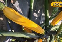 स्वाद के साथ सेहत का खजाना…. सिर्फ सर्दियों में ही मिलती है यह सब्जी, फायदे जानकर हो जाएंगे हैरान – Uttar Pradesh News