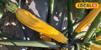 स्वाद के साथ सेहत का खजाना…. सिर्फ सर्दियों में ही मिलती है यह सब्जी, फायदे जानकर हो जाएंगे हैरान – Uttar Pradesh News