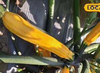 स्वाद के साथ सेहत का खजाना…. सिर्फ सर्दियों में ही मिलती है यह सब्जी, फायदे जानकर हो जाएंगे हैरान – Uttar Pradesh News