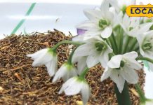 सिर्फ पहाड़ों पर उगती है ये जड़ी-बूटी, कीमत ₹8000 kg, खाने में लगा दिया छौंका…तो उड़ जाएंगी कई बीमारियां!