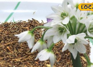 सिर्फ पहाड़ों पर उगती है ये जड़ी-बूटी, कीमत ₹8000 kg, खाने में लगा दिया छौंका…तो उड़ जाएंगी कई बीमारियां!