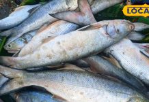 सर्दियों में खाएं ये 5 बेस्ट मछलियां, विटामिन और प्रोटीन का है भंडार, दिल रहेगा मस्त – Uttar Pradesh News