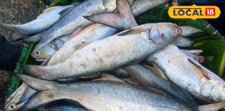 सर्दियों में खाएं ये 5 बेस्ट मछलियां, विटामिन और प्रोटीन का है भंडार, दिल रहेगा मस्त – Uttar Pradesh News