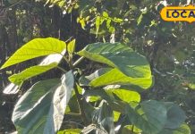 उत्तराखंड के गांवों में तिमिल पत्तलों की परंपरा आज भी जीवित, शरीर के लिए काफी खास हैं ये पत्ते, जानें अद्भुत फायदे – Uttarakhand News