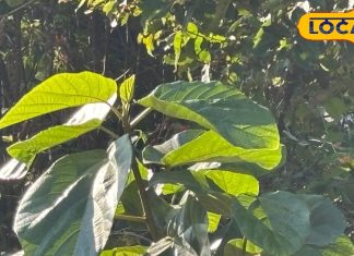 उत्तराखंड के गांवों में तिमिल पत्तलों की परंपरा आज भी जीवित, शरीर के लिए काफी खास हैं ये पत्ते, जानें अद्भुत फायदे – Uttarakhand News