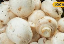 इस सब्जी में कूट-कूटकर भरे हैं ‘विटामिन-D’, हड्डियों को वज्र जैसा बना देगा मजबूत, इम्यूनिटी के लिए पावरहाउस