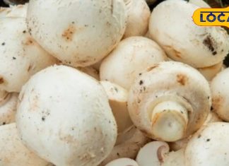 इस सब्जी में कूट-कूटकर भरे हैं ‘विटामिन-D’, हड्डियों को वज्र जैसा बना देगा मजबूत, इम्यूनिटी के लिए पावरहाउस