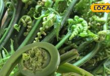 मांस-मछली से तगड़ा है ये पहाड़ी सुपरफूड… कूट-कूट भरा है प्रोटीन- कैल्शियम! दर्द, एनीमिया की अचूक दवा – Uttarakhand News