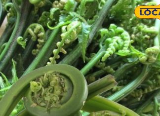 मांस-मछली से तगड़ा है ये पहाड़ी सुपरफूड… कूट-कूट भरा है प्रोटीन- कैल्शियम! दर्द, एनीमिया की अचूक दवा – Uttarakhand News