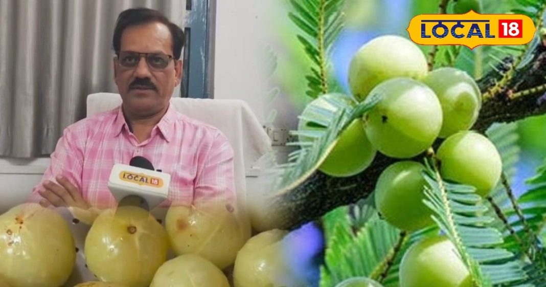 इम्युनिटी का पावरहाउस है ‘आंवला’, सर्दी, दमा, अस्थमा व जोड़ों के दर्द का भी काल, आयुर्वेद विशेषज्ञ ने बताए तरीका – Chhattisgarh News