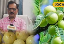 इम्युनिटी का पावरहाउस है ‘आंवला’, सर्दी, दमा, अस्थमा व जोड़ों के दर्द का भी काल, आयुर्वेद विशेषज्ञ ने बताए तरीका – Chhattisgarh News