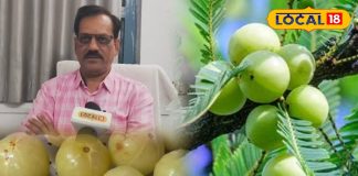 इम्युनिटी का पावरहाउस है ‘आंवला’, सर्दी, दमा, अस्थमा व जोड़ों के दर्द का भी काल, आयुर्वेद विशेषज्ञ ने बताए तरीका – Chhattisgarh News