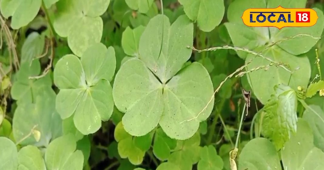 Health tips : खाते ही शरीर से फुर्र हो जाएगी ठंडक, सुनसुनिया का ये साग ही असली हीटर, फेंक दोगे रजाई-कंबल – Uttar Pradesh News