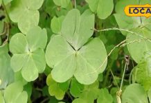 Health tips : खाते ही शरीर से फुर्र हो जाएगी ठंडक, सुनसुनिया का ये साग ही असली हीटर, फेंक दोगे रजाई-कंबल – Uttar Pradesh News