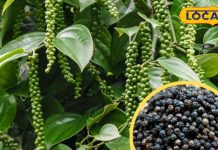 Black Pepper Gardening Tips | Kali Mirch Plant Care | Spice Garden at Home | How to Grow Black Pepper | Balcony Gardening Spices | Home Organic Spices | Kali Mirch Pot Growing Guide | Winter Gardening Tips