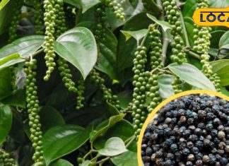 Black Pepper Gardening Tips | Kali Mirch Plant Care | Spice Garden at Home | How to Grow Black Pepper | Balcony Gardening Spices | Home Organic Spices | Kali Mirch Pot Growing Guide | Winter Gardening Tips