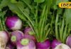 Turnip benefits : पाइल्स हो या पेट दर्द…अचूक इलाज ये जड़ वाली सब्जी, कच्चा खाओ या पक्का – Uttar Pradesh News