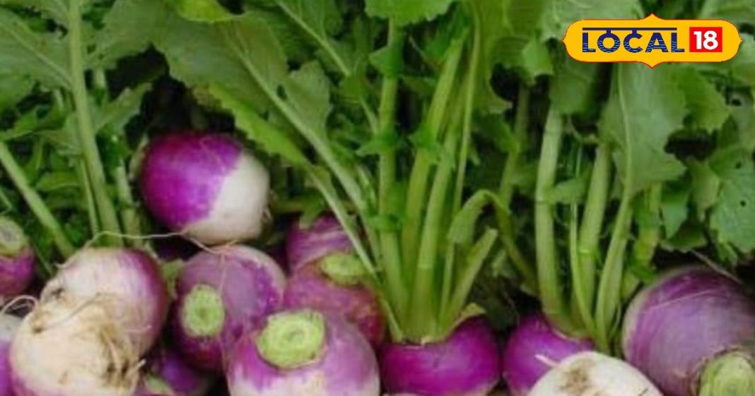 Turnip benefits : पाइल्स हो या पेट दर्द…अचूक इलाज ये जड़ वाली सब्जी, कच्चा खाओ या पक्का – Uttar Pradesh News
